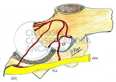 fig.3 Esquema da perfusÃ£o arterial da cabeÃ§a do fÃ©mur na crianÃ§a